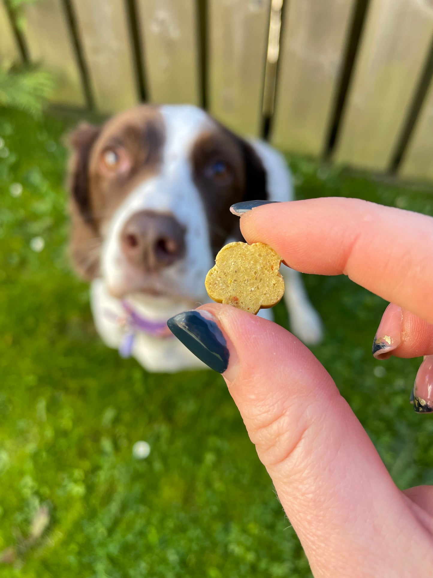 Soopa Dog Treats