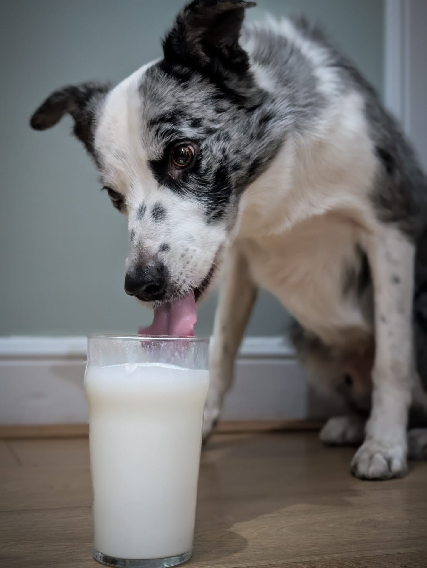 Fettle Goats Milk Powder