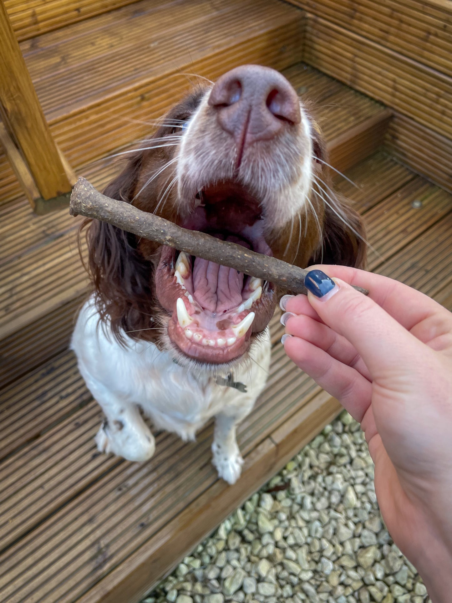 JR Pet Products - Pure Meat Sticks