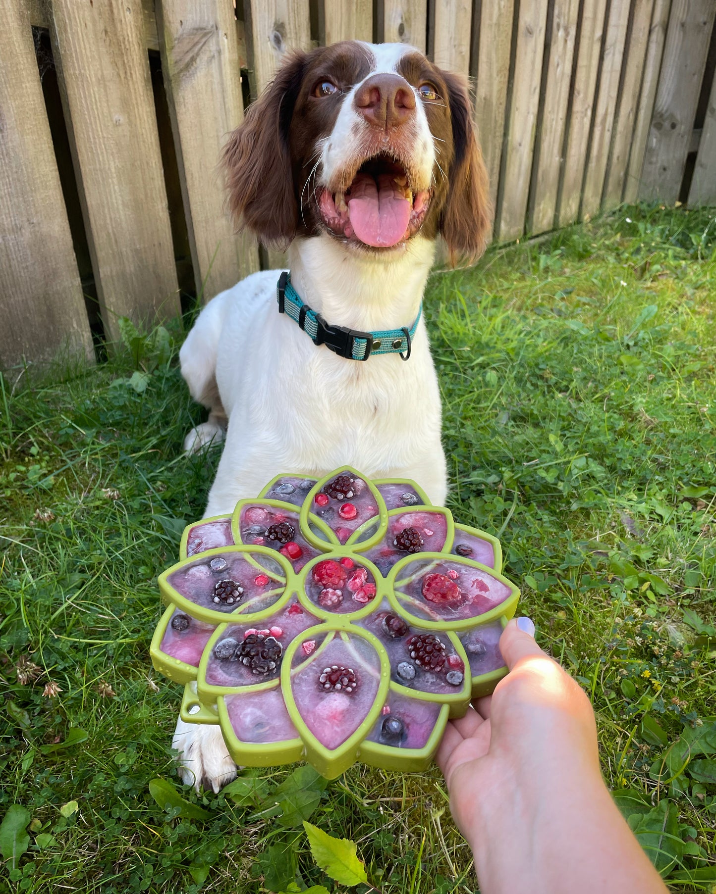 SodaPup Mandala etray