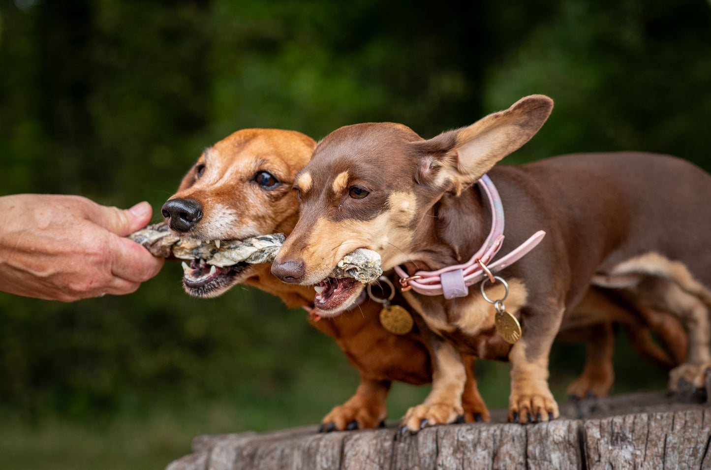 Fish Skin Braid (large)