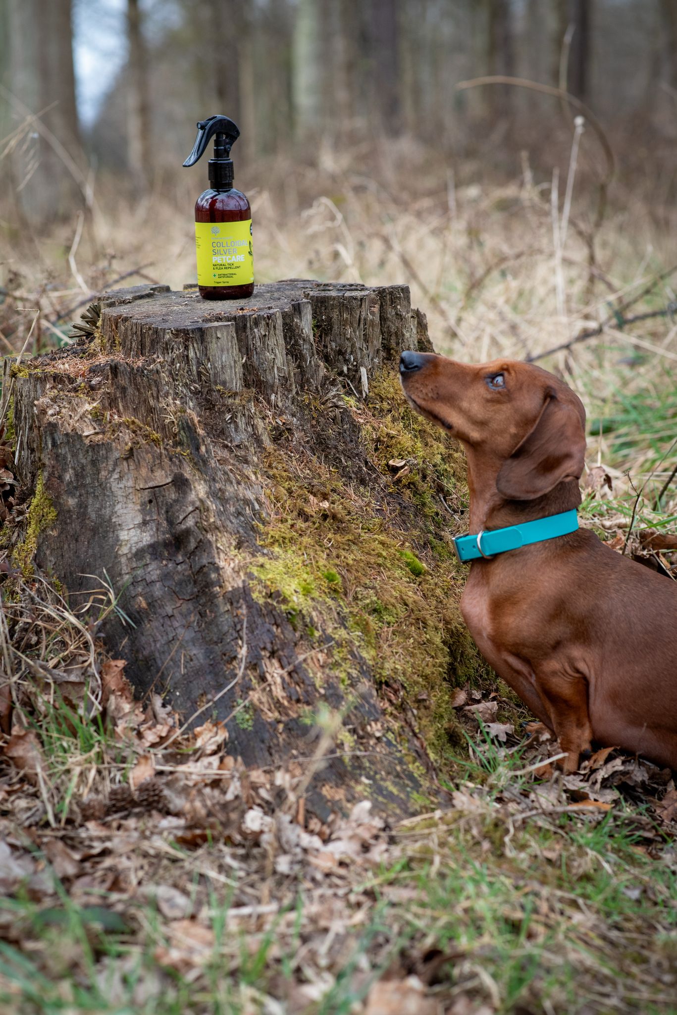 Nature's Greatest Secret - Colloidal Silver Flea & Tick Repellent