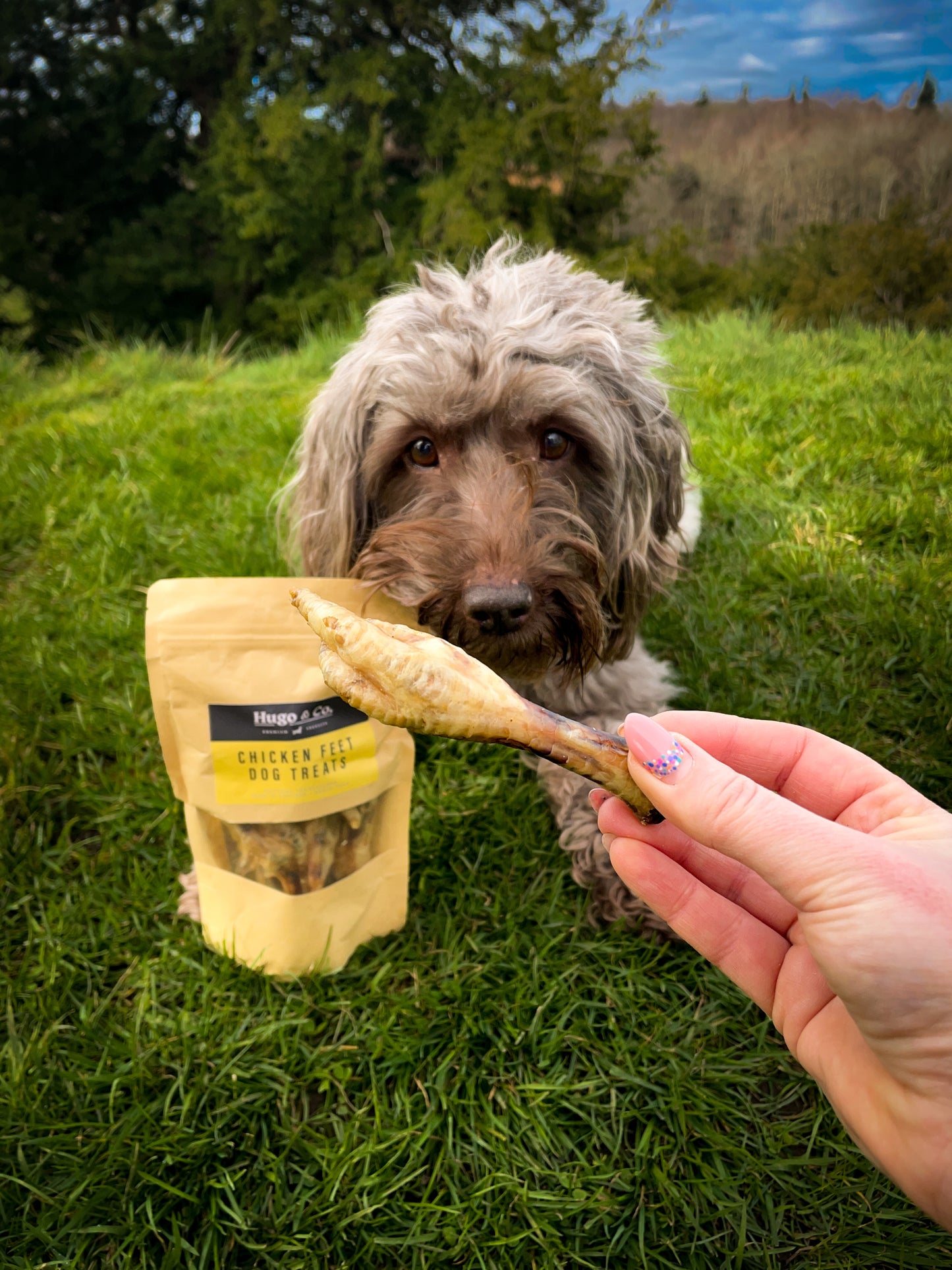 Hugo and Co. Treats