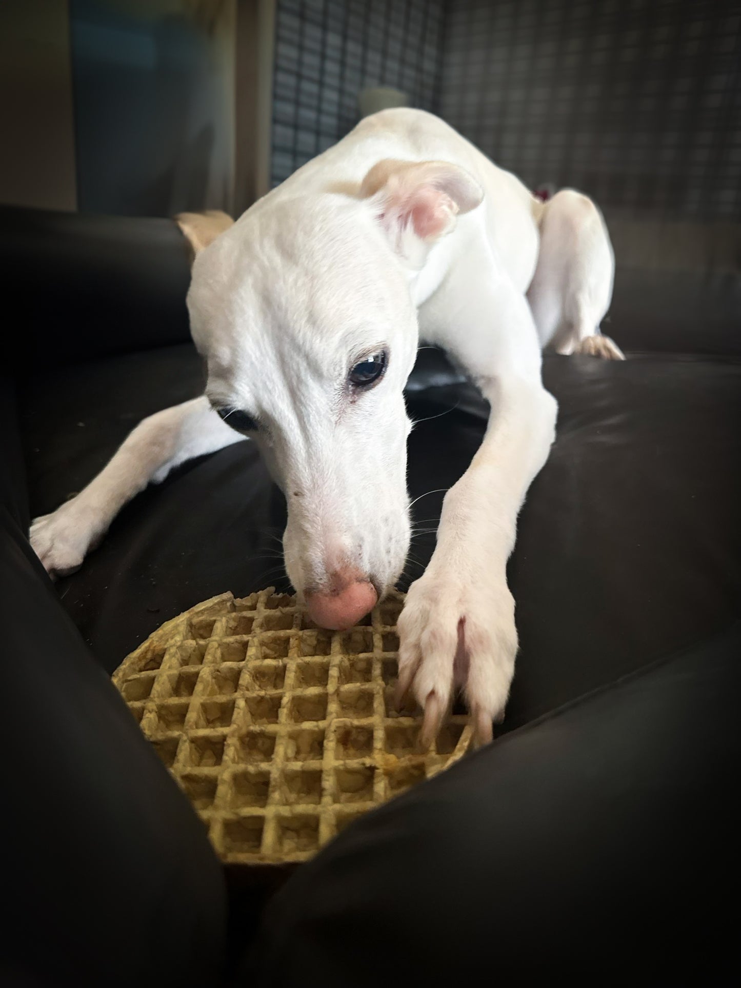 Collagen Waffles (large)