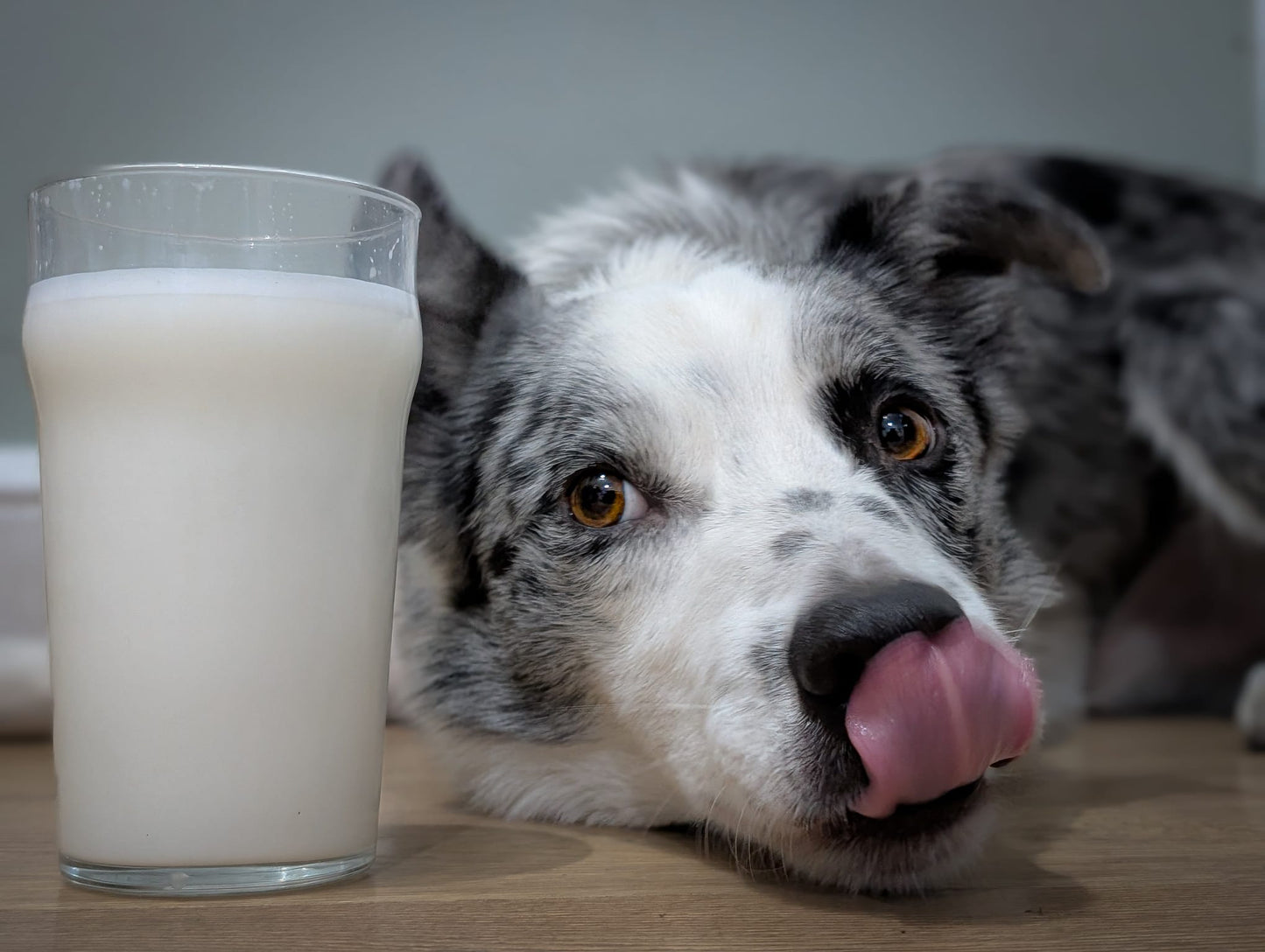 Fettle Goats Milk Powder