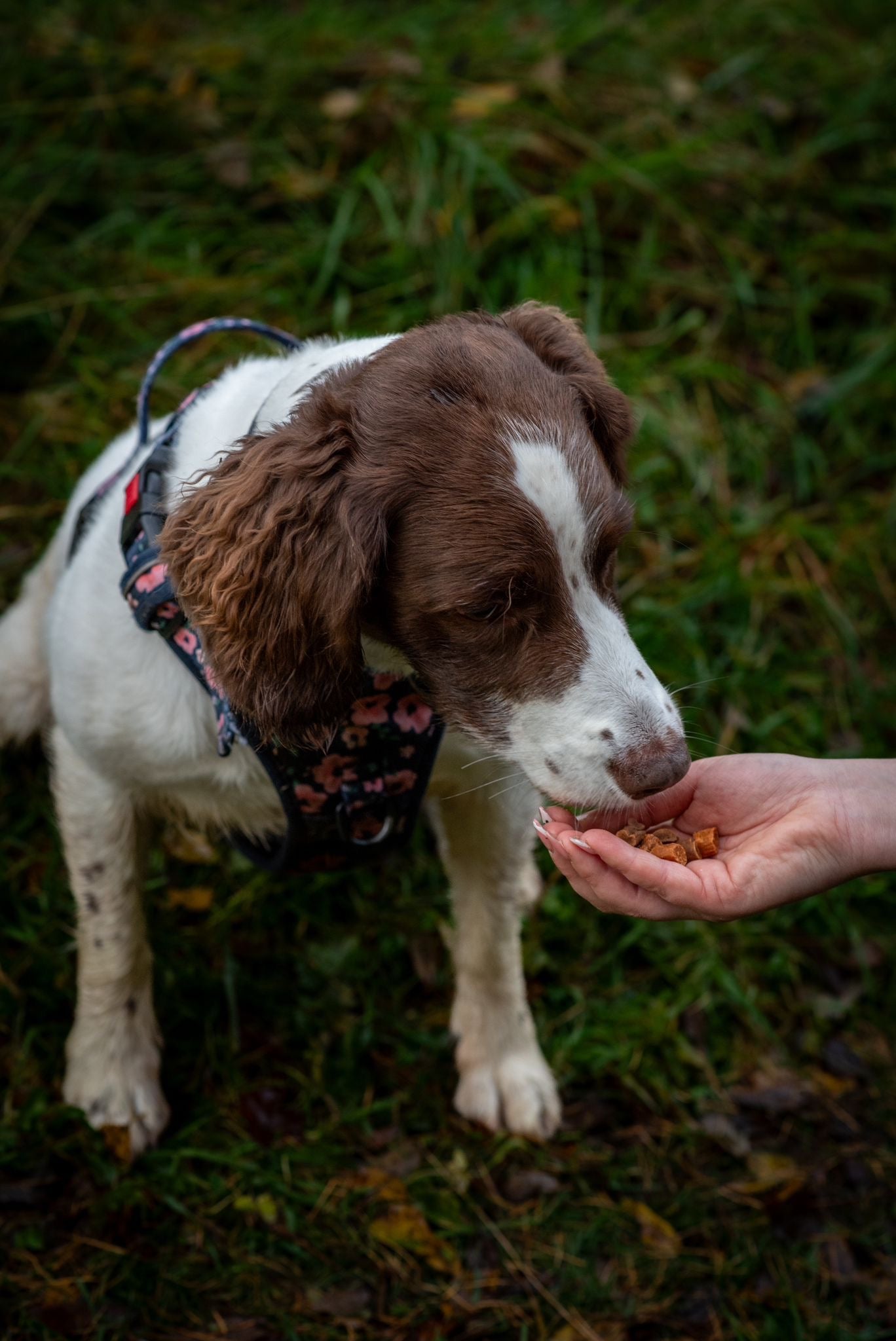 JR Pet Products - Pure Training Treats