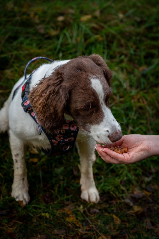 JR Pet Products - Pure Training Treats