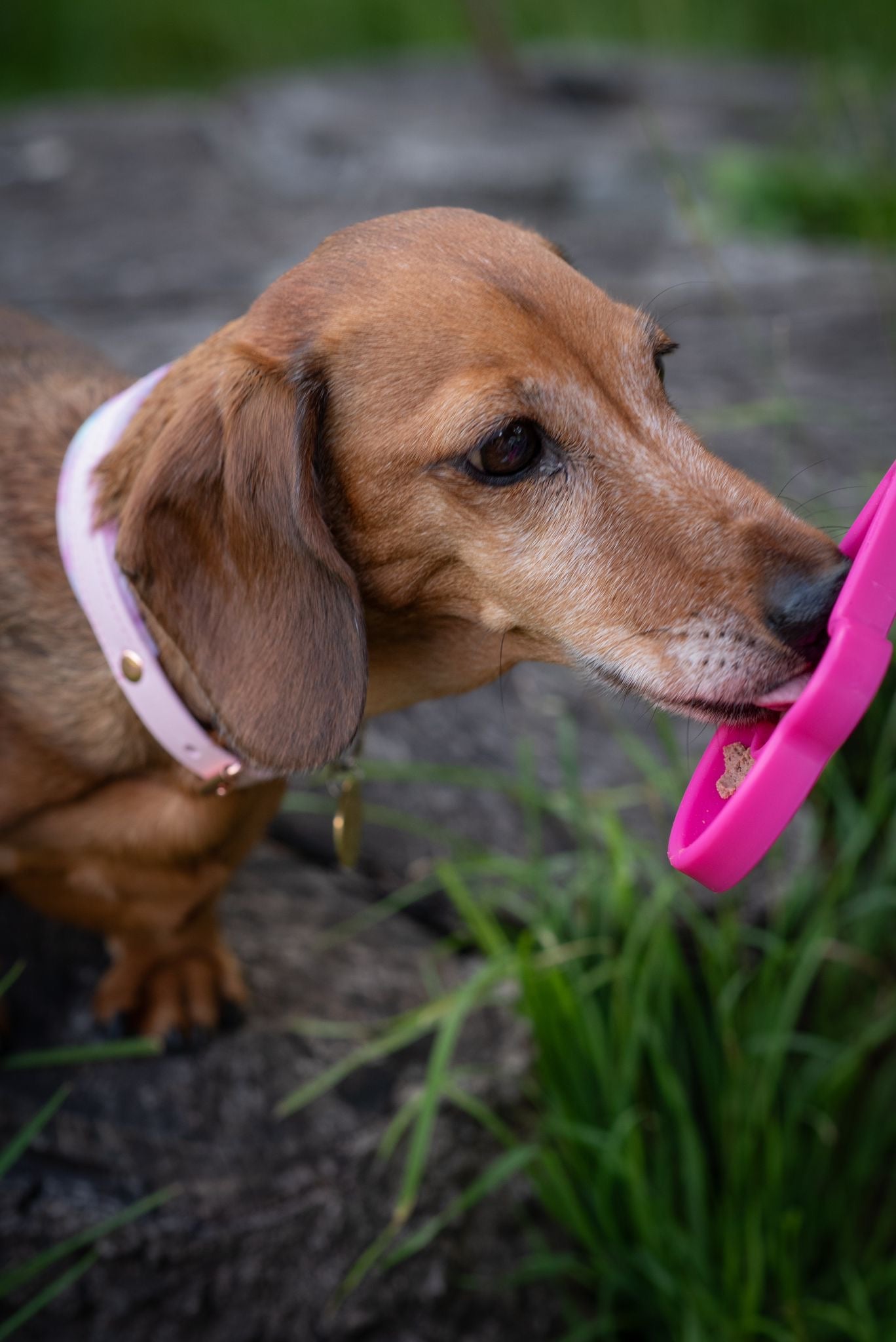 SodaPup Lick Stick