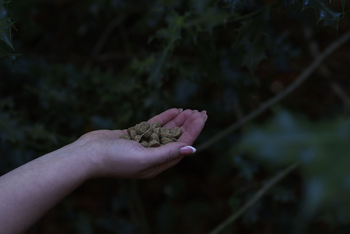 Denzel's Festive Bites