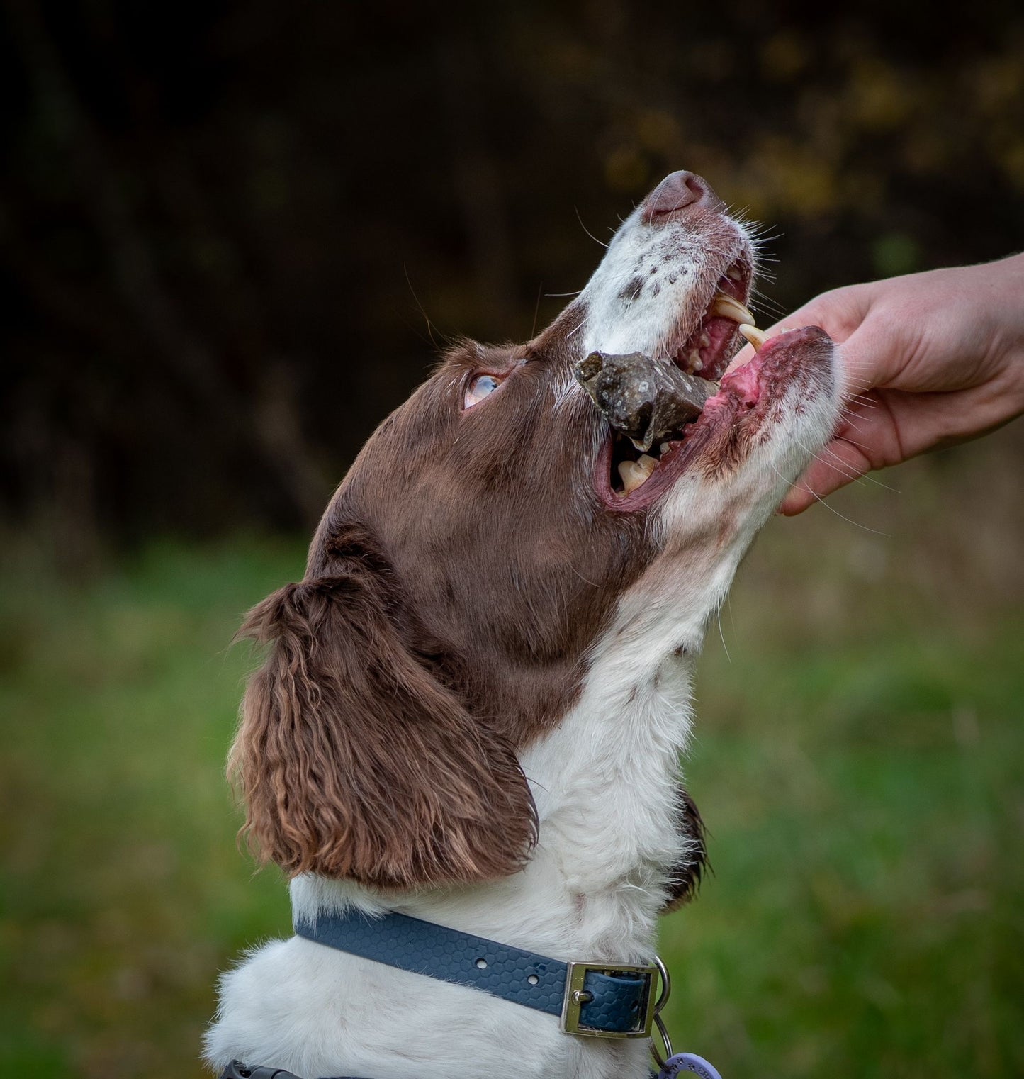 Fish Skin Throw Sticks
