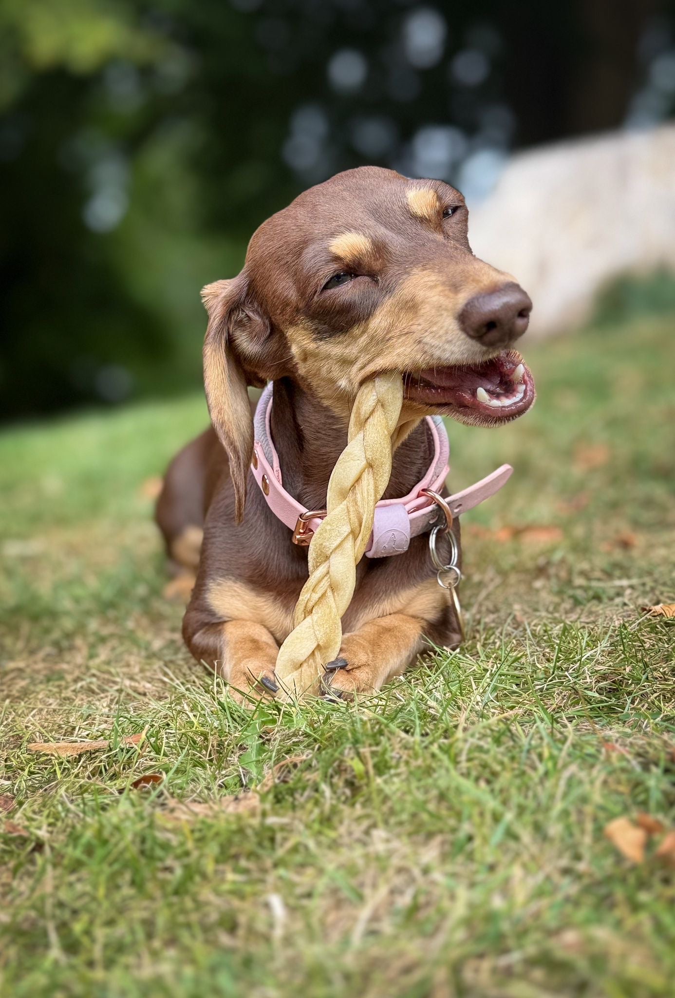 NAW! Braided Lamb