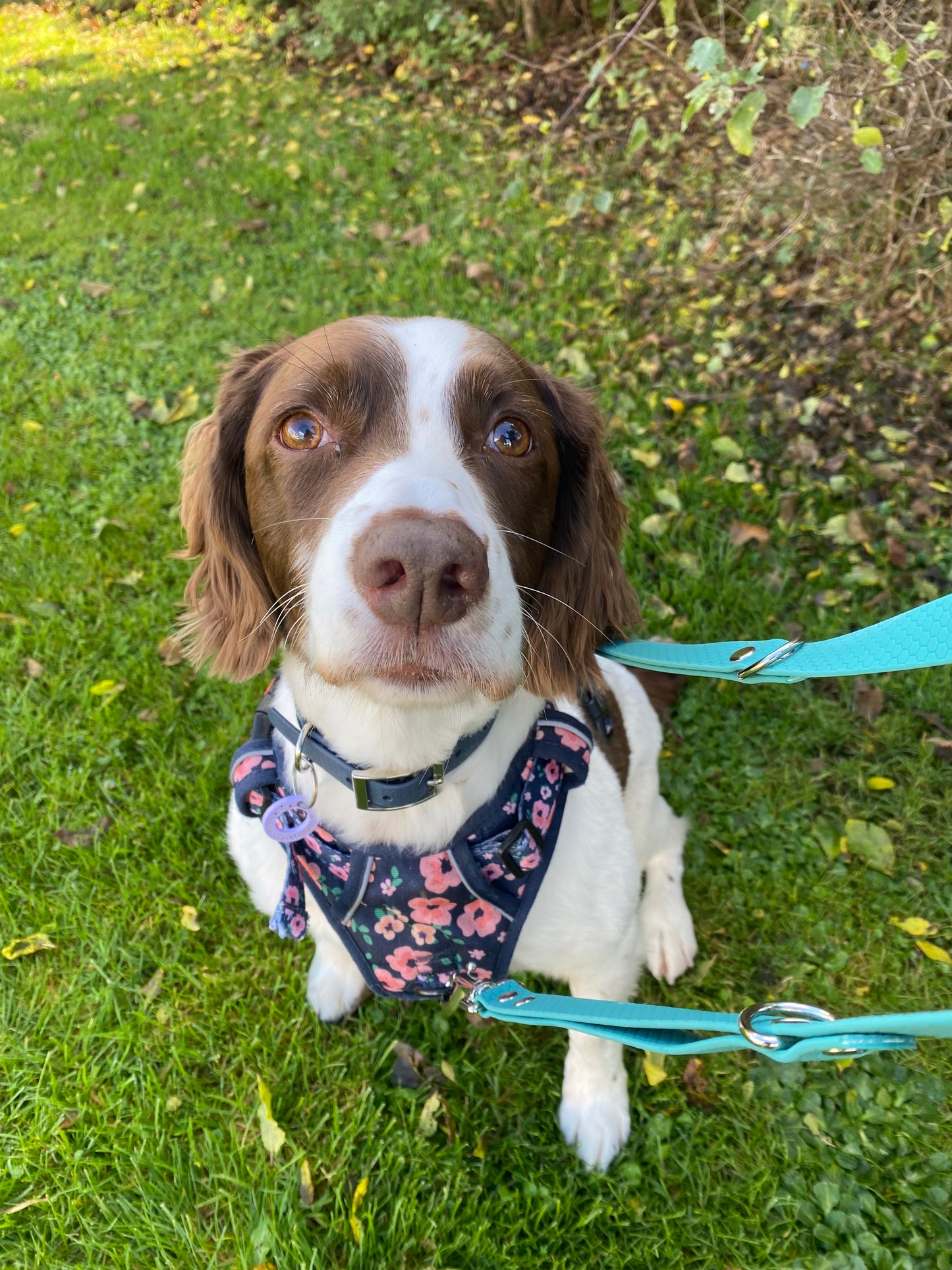 Mizz Pawz Collar and Lead Set