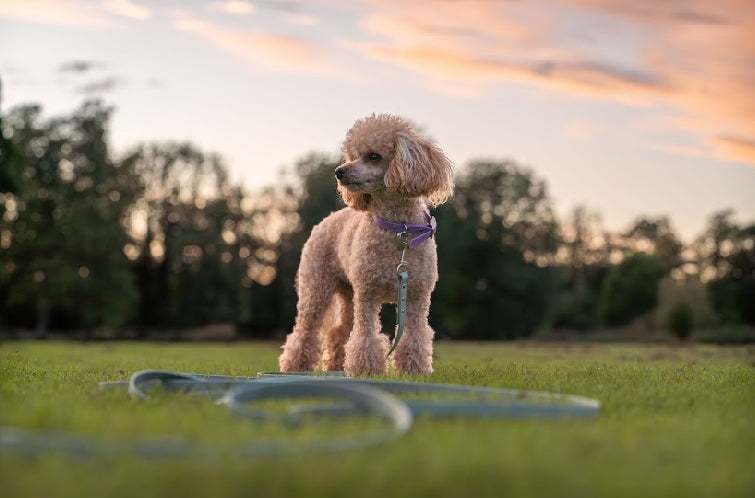 BioThane® Training Lines (12mm)