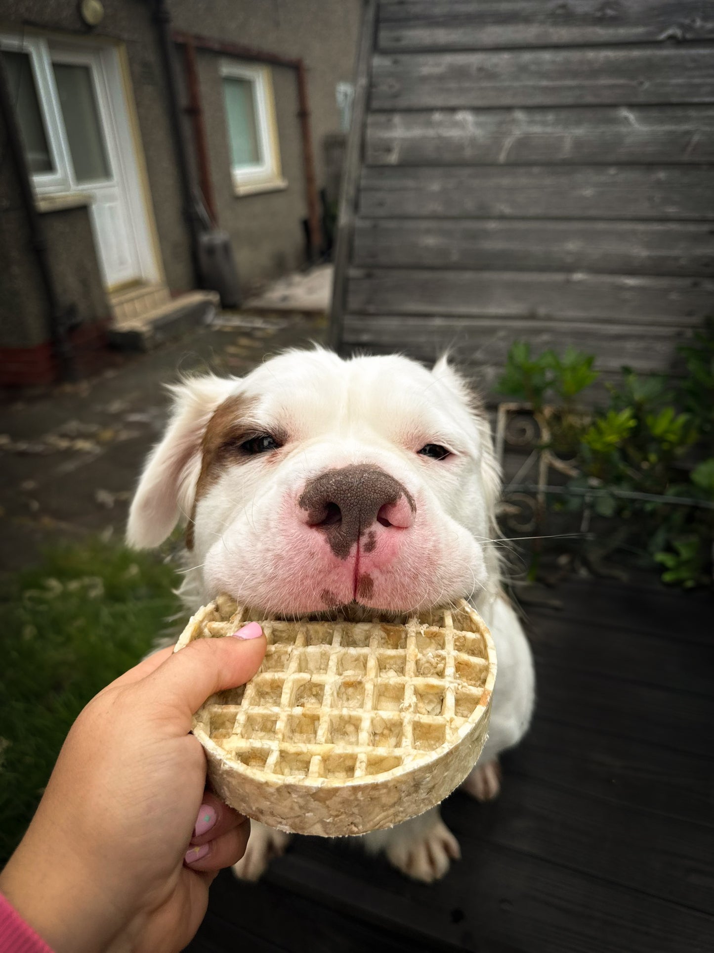 Collagen Waffles (large)