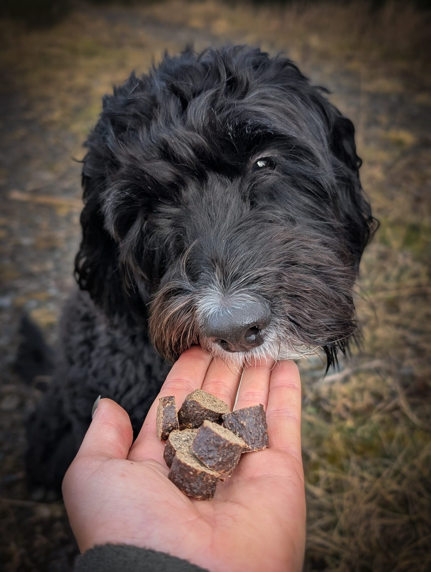Hugo and Co. Treats