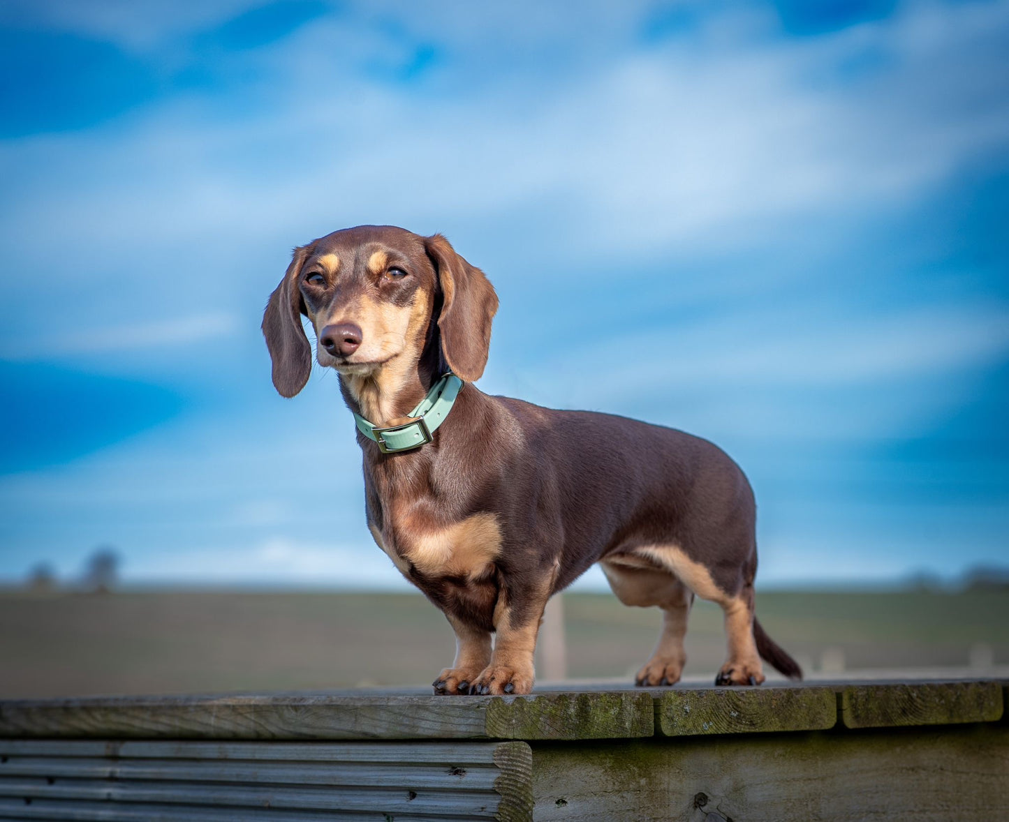 BioThane® Buckle Collars (12mm)