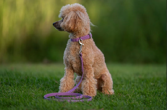 BioThane® Leads (12mm)