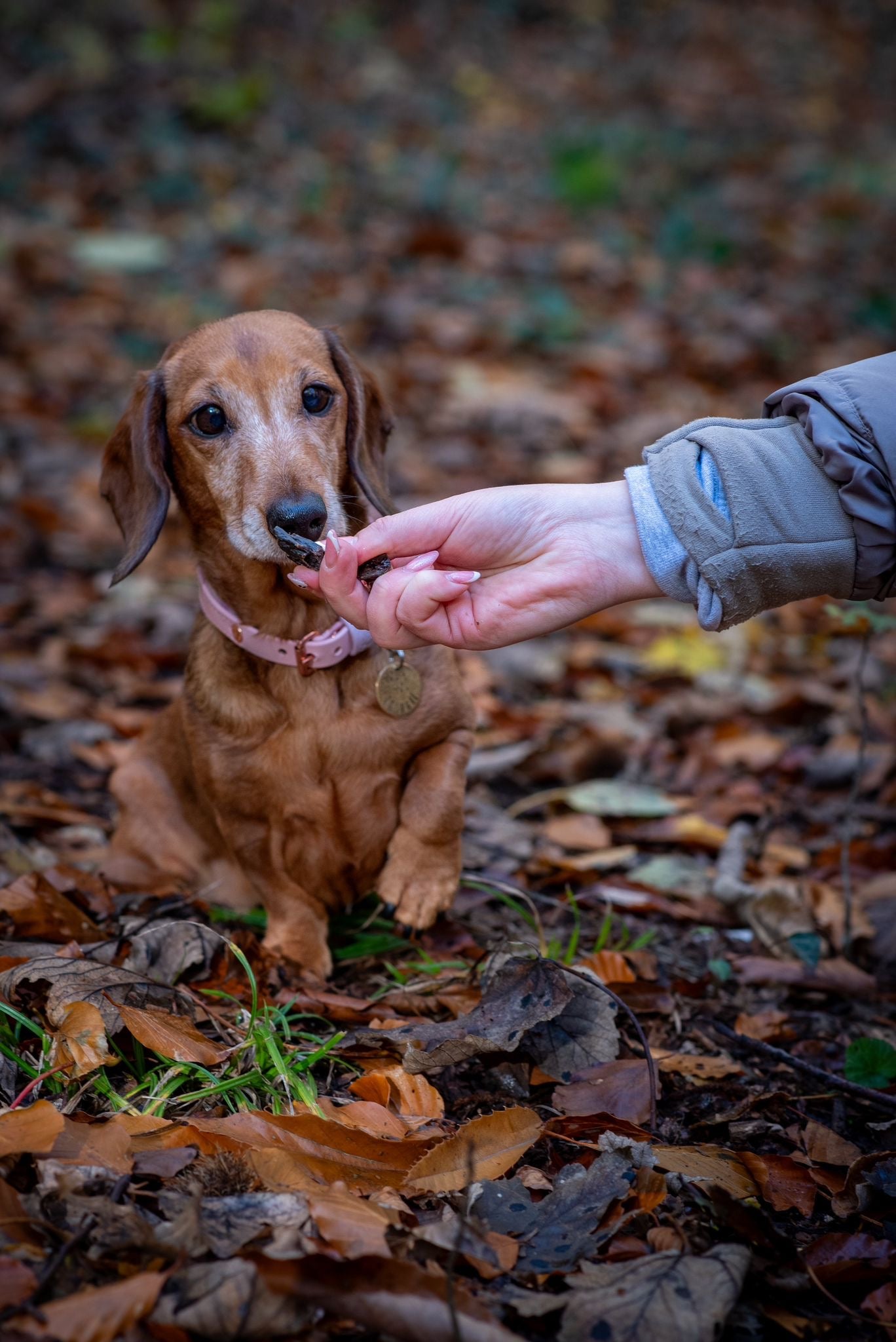 Liver Training Treats