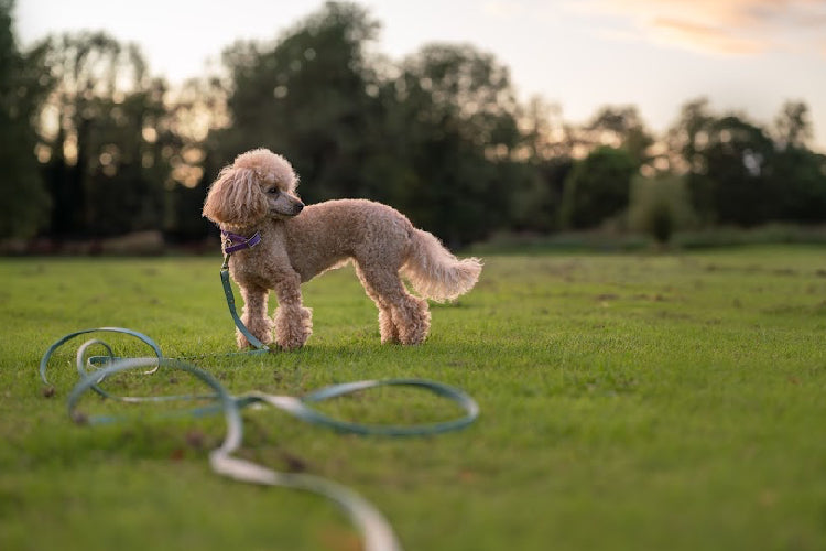 BioThane® Training Lines (12mm)