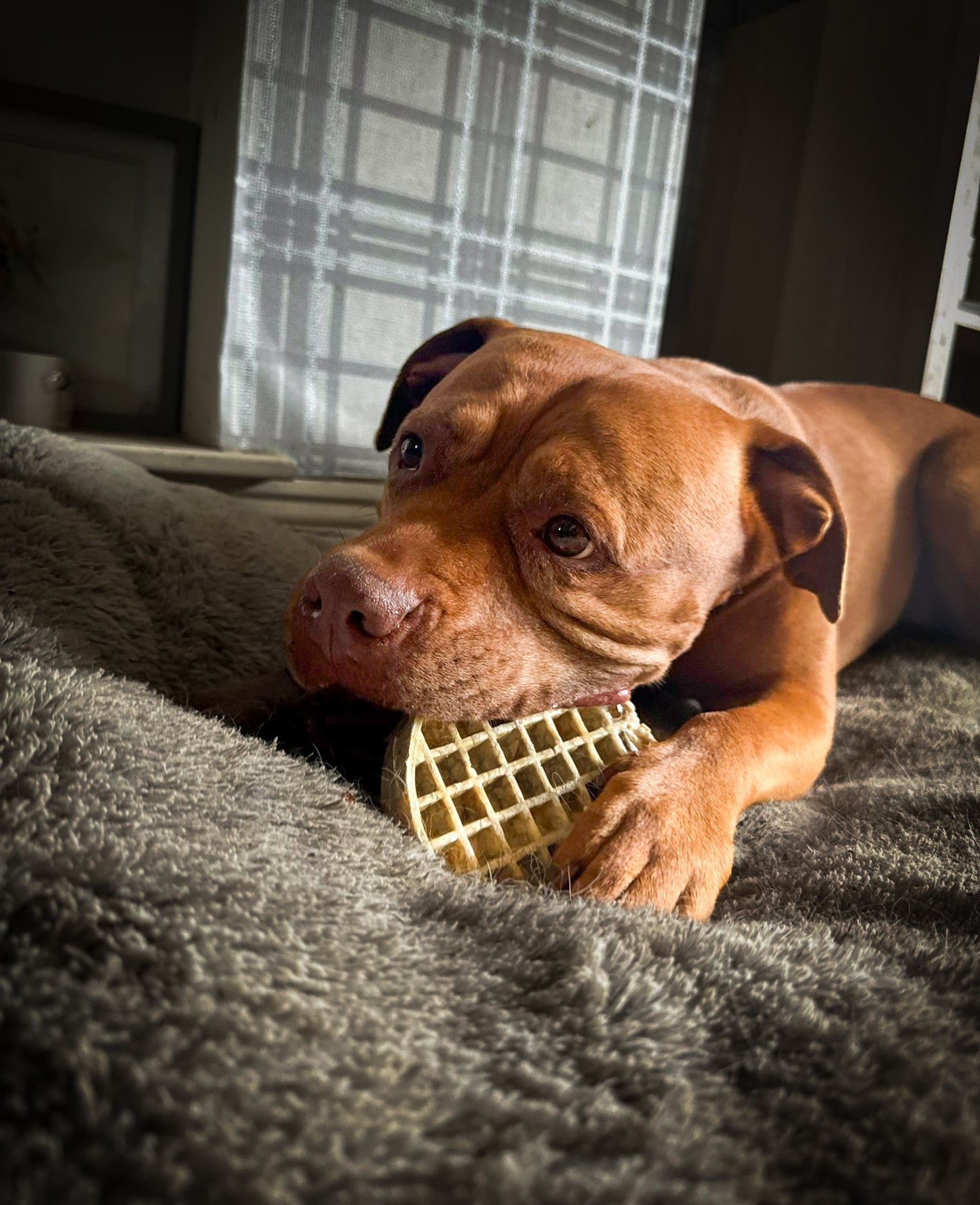 Collagen Waffles (large)