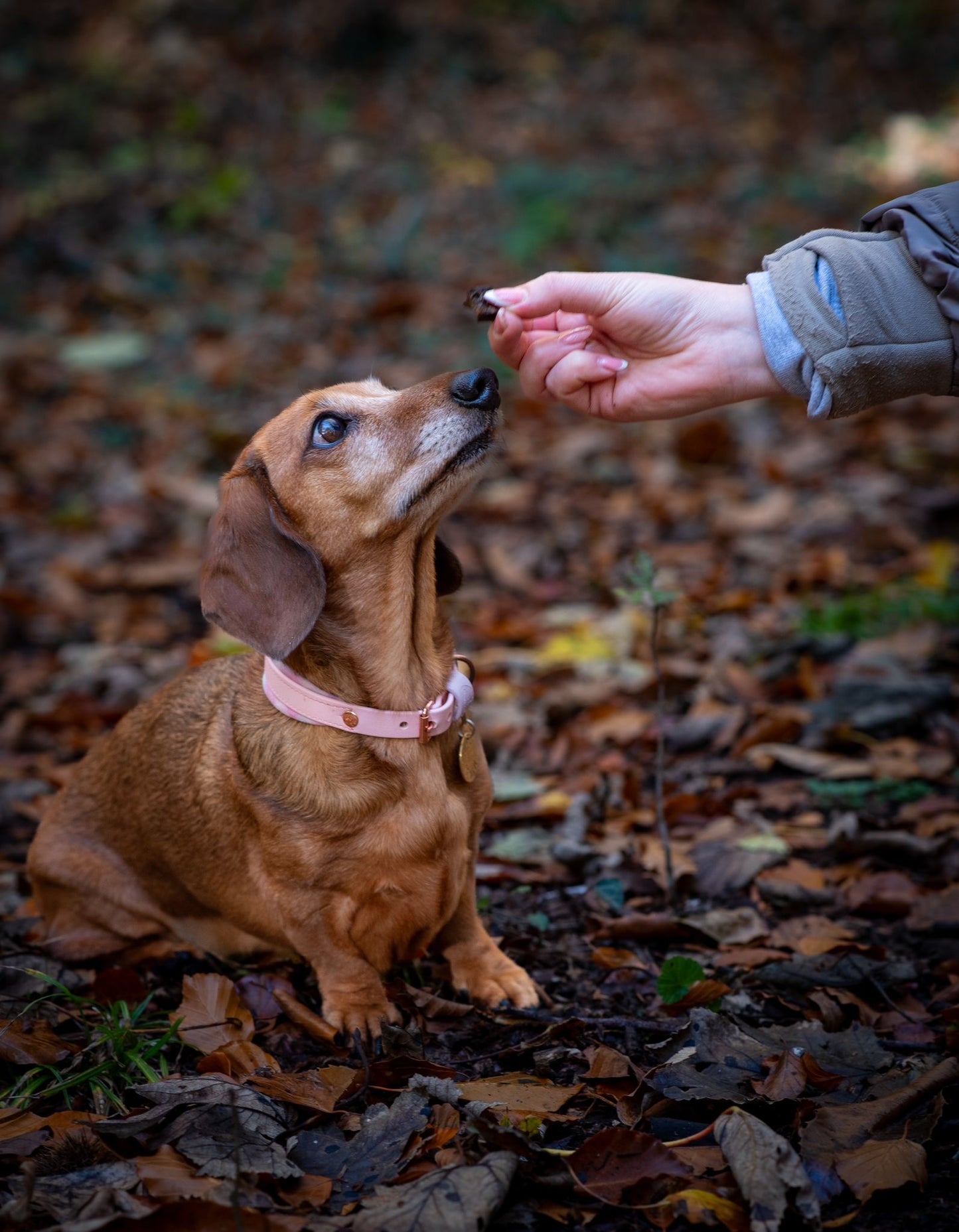 Liver Training Treats