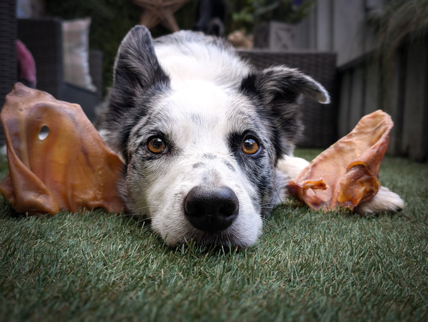 Pigs Ears