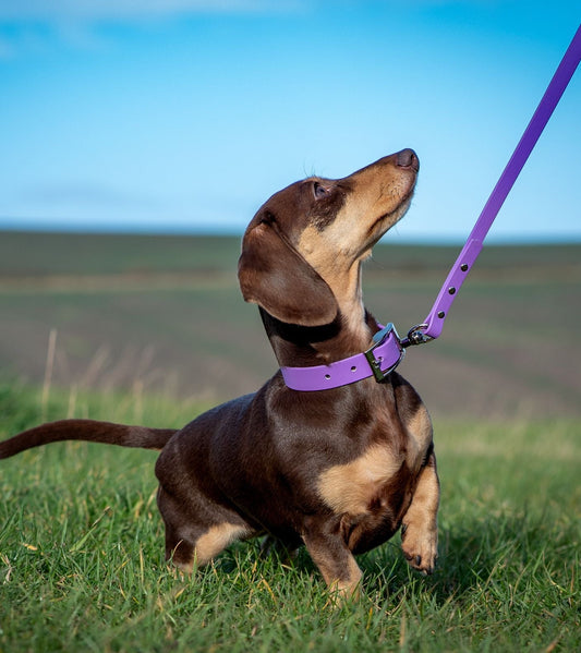 BioThane® Collar and Lead Sets (12mm)