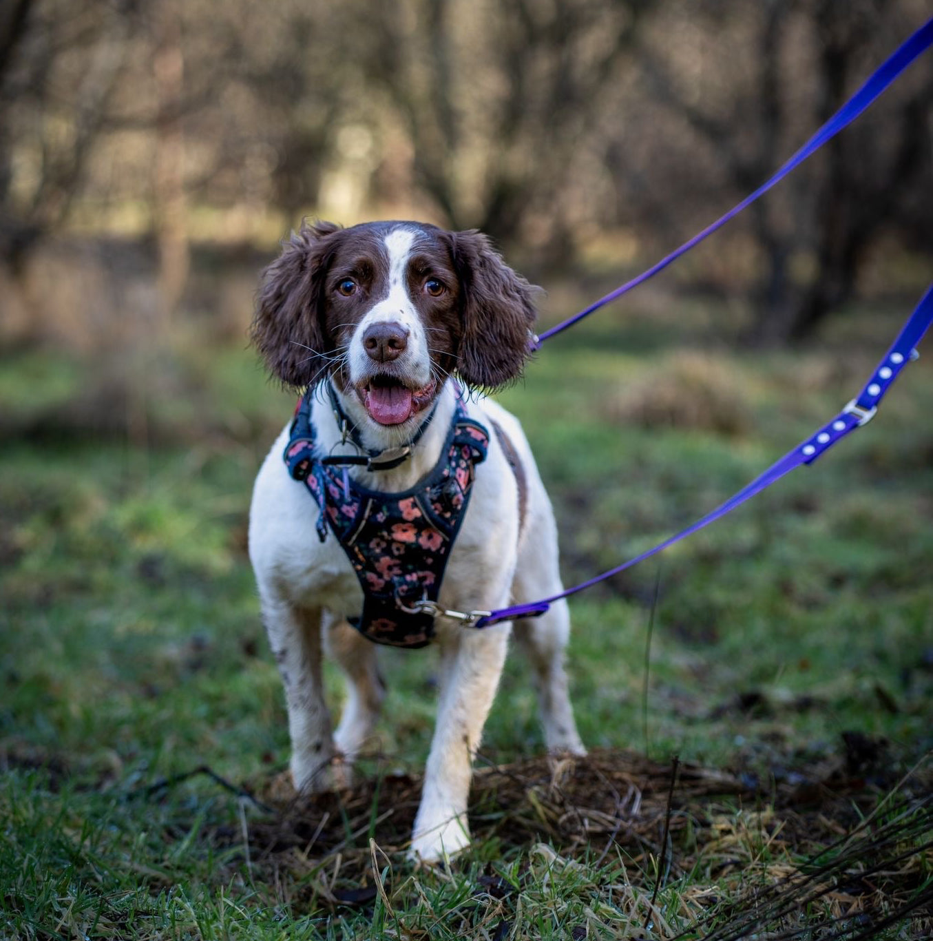 Rubber Webbing Multiway Lead