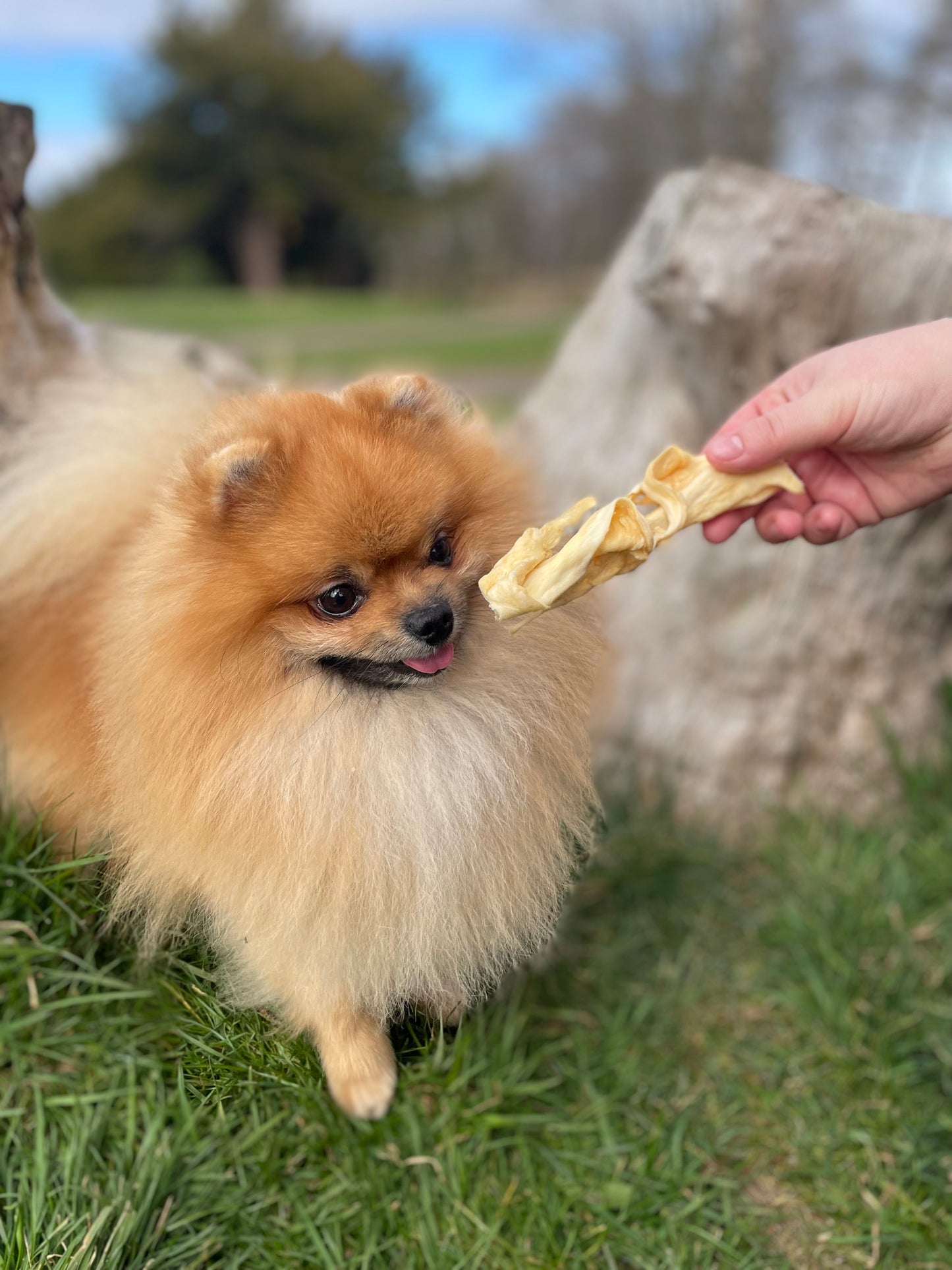 Hugo and Co. Treats