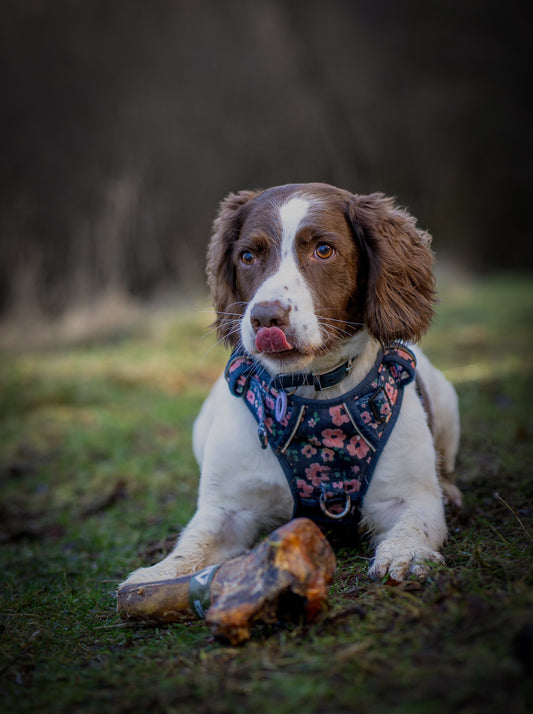 Ostrich Mini Caveman Bone