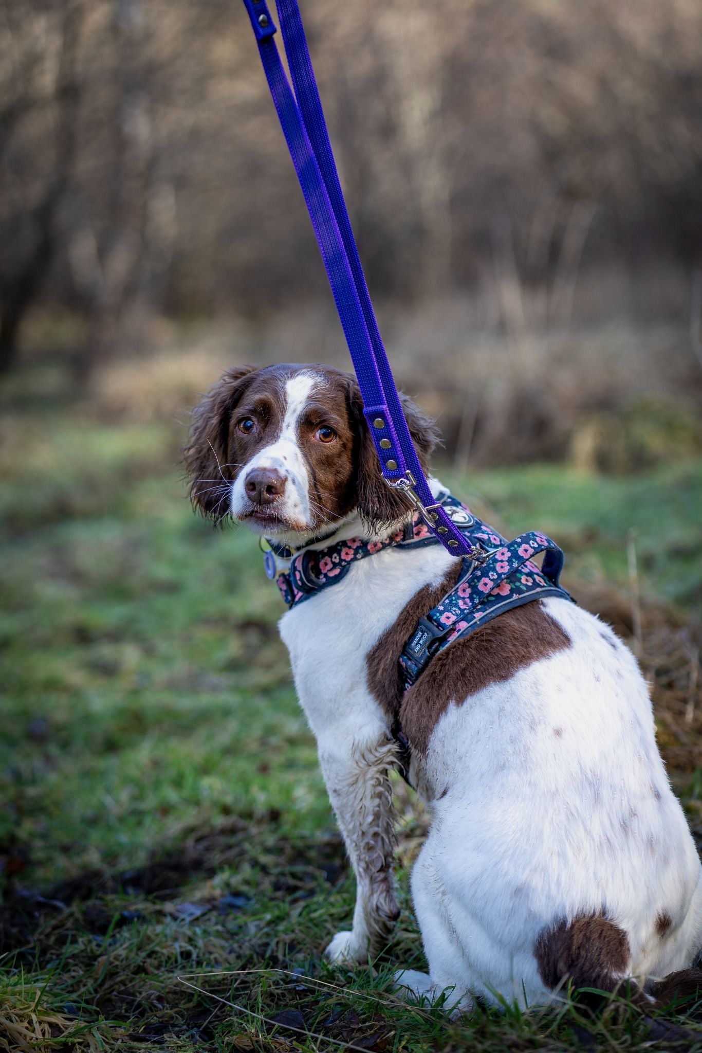 Rubber Webbing Multiway Lead