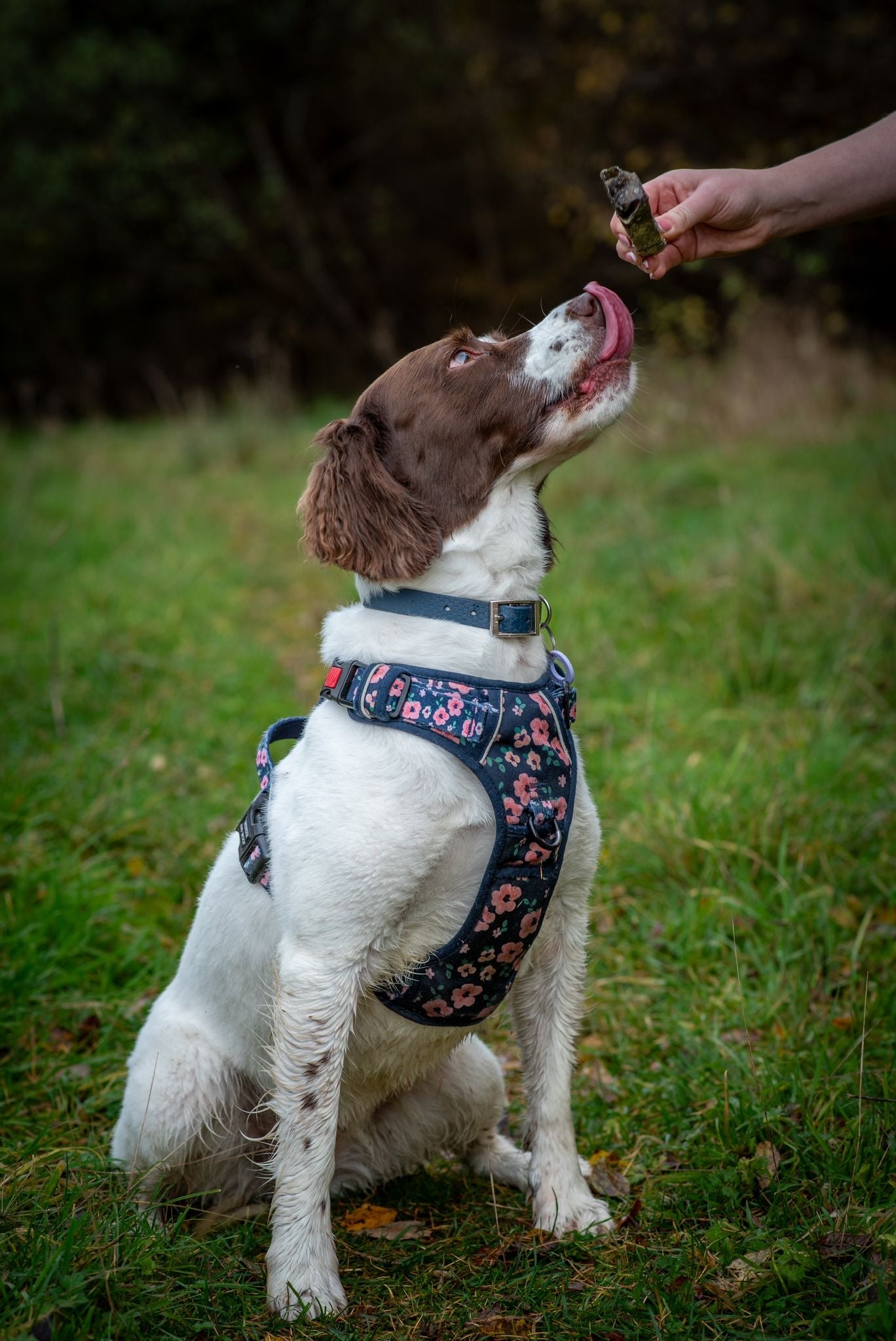Fish Skin Throw Sticks