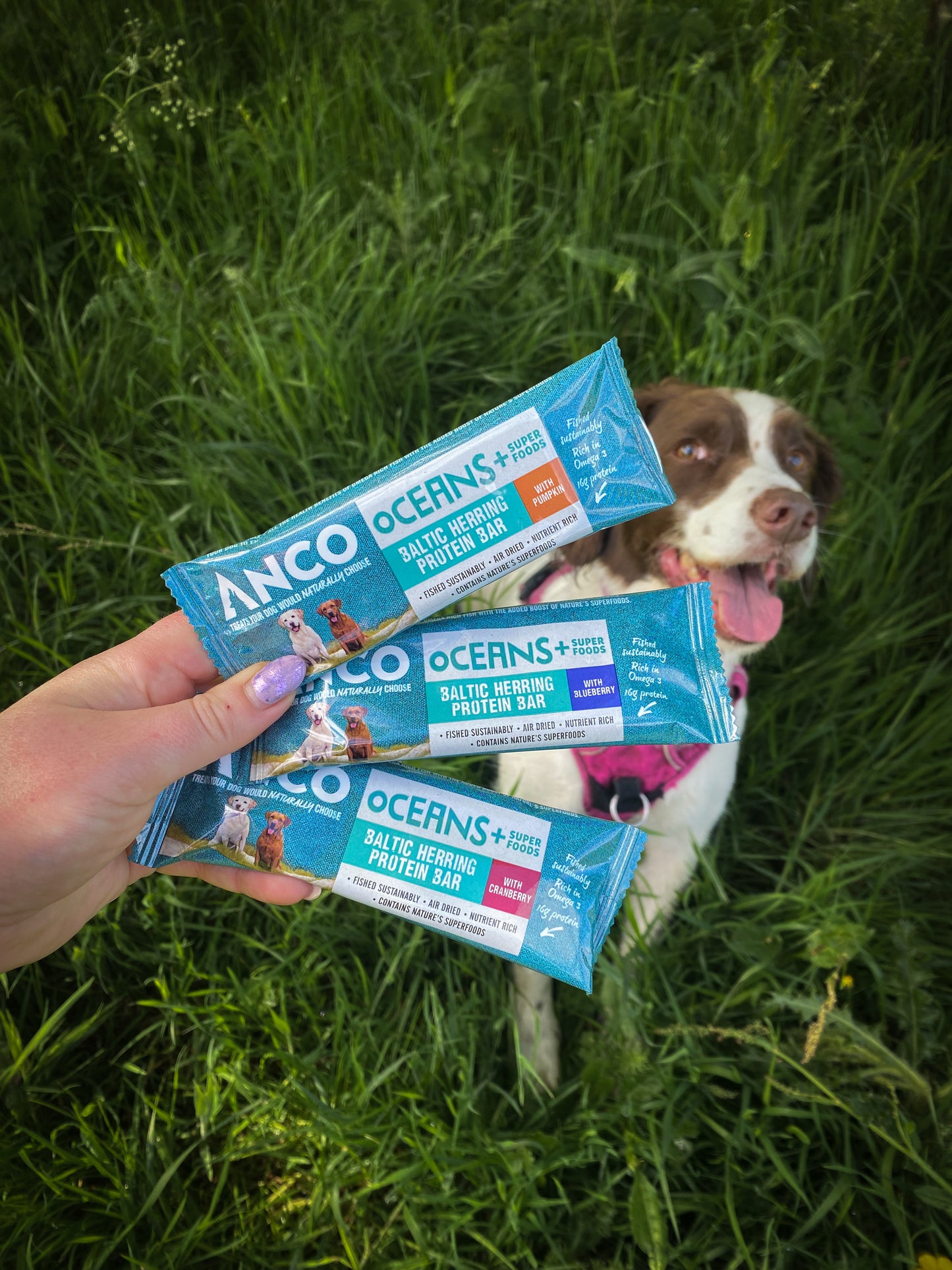 Anco Oceans+ Protein Bars