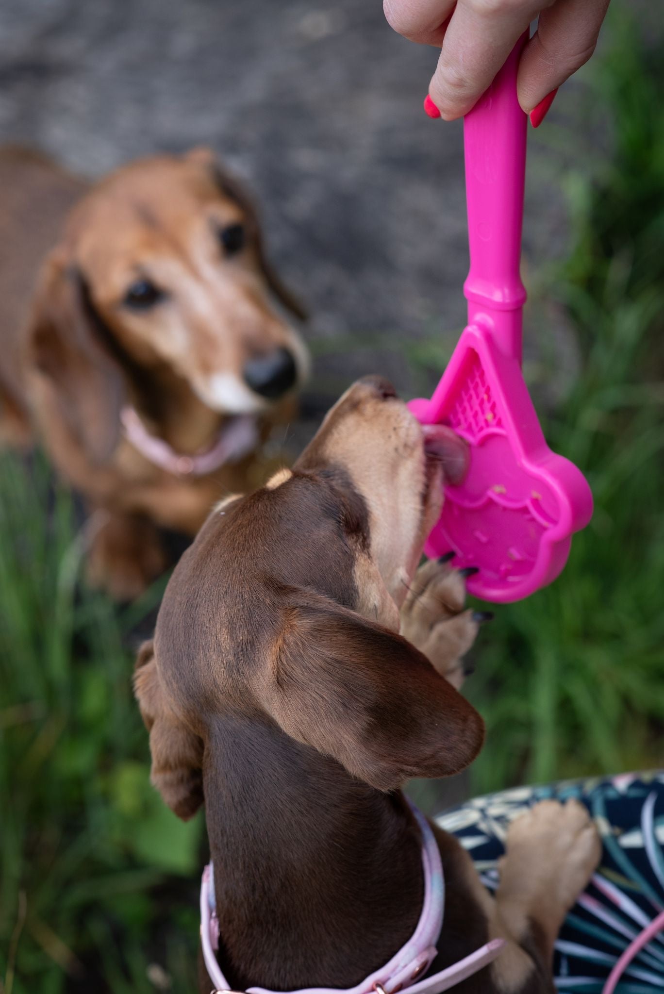 SodaPup Lick Stick