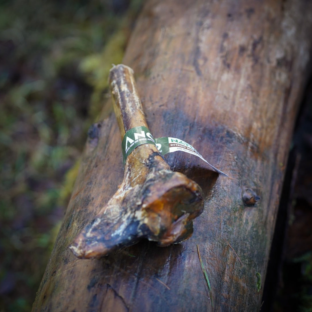 Ostrich Mini Caveman Bone