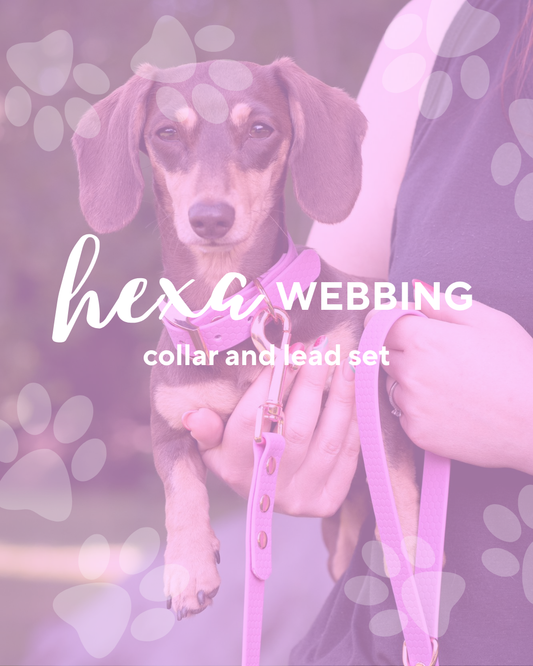 Hexa Collar and Lead Set