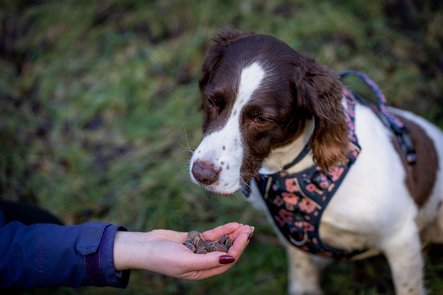 Anco Ostrich Liver Bites