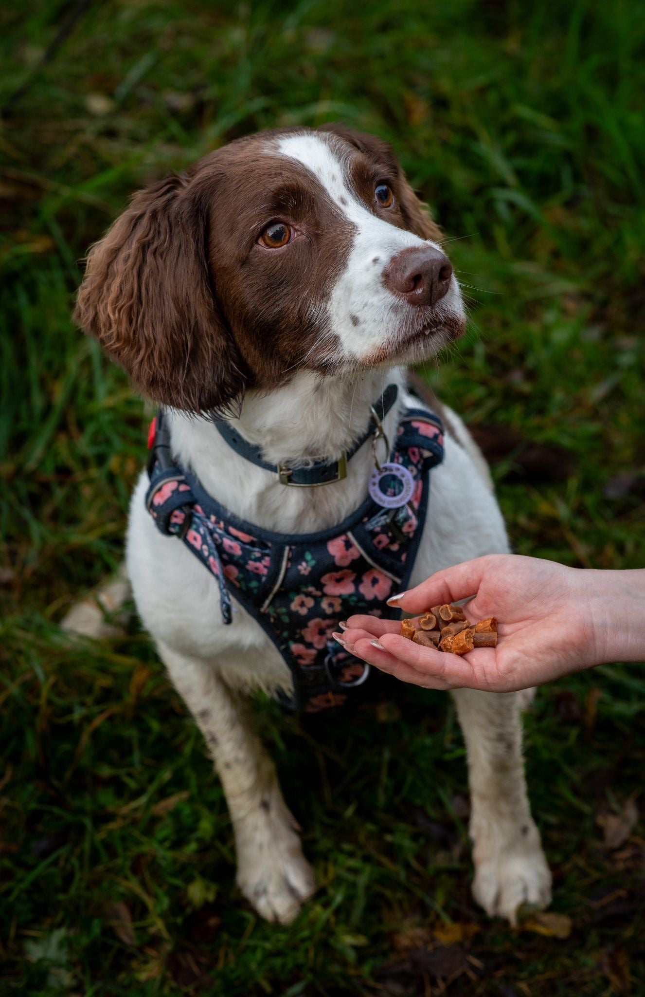 JR Pet Products - Pure Training Treats